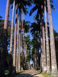 '  - Jardim Botânico